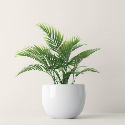 Пальма величественная - купить в Боламыке