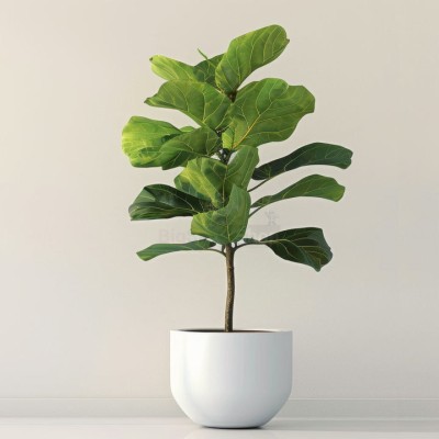 Монстера крупнолистная XXL - купить в Боламыке